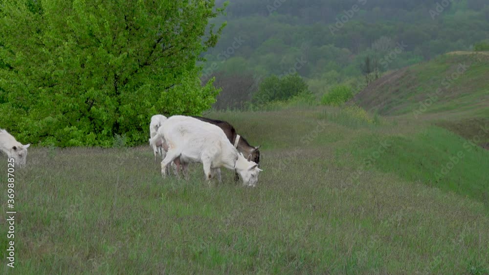 herd of domestic goats grazing in a meadow in a hilly area. herd of domestic goats grazing in a meadow in a hilly area.