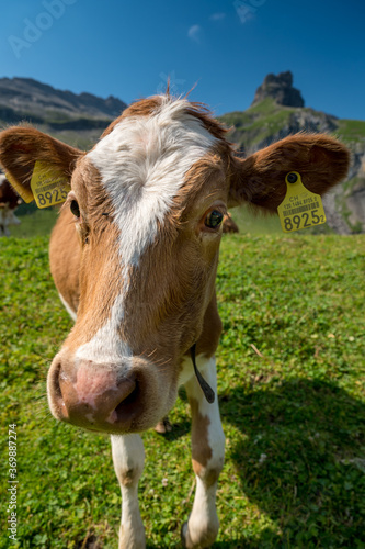 close-up of a funny cow on Alp Hohkien in Kiental, Berner Oberland © schame87