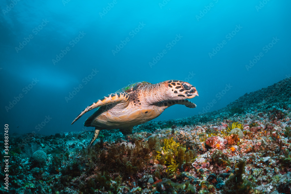 Fototapeta premium Turtle swimming underwater among colorful coral reef