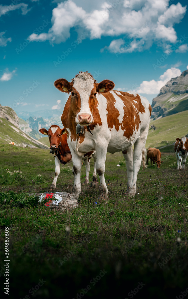 swiss cows in Soustal, Berner Oberland