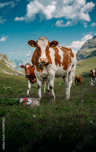 swiss cows in Soustal, Berner Oberland © schame87