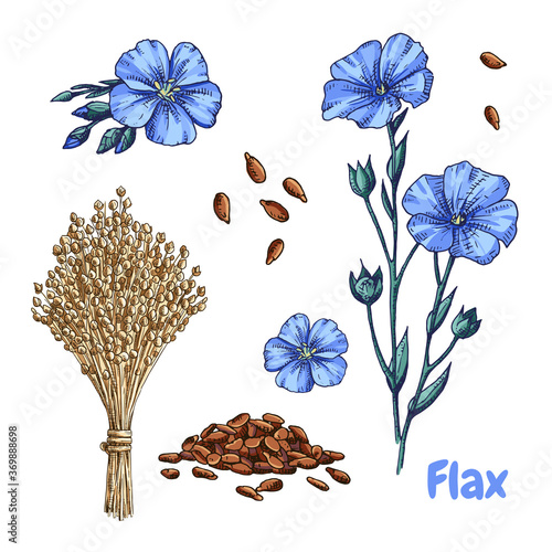 Hand drawn colorful flax plant, flowers, seeds and  dry flax seed in sheaves. Vector illustration in retro style isolated on white background. photo