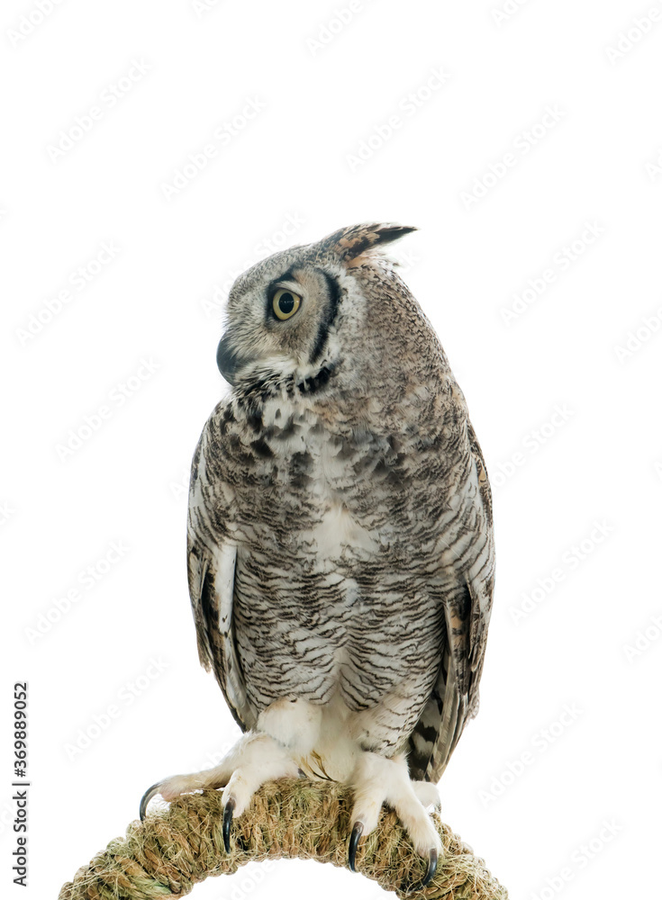 Fototapeta premium Owl bird isolated on white background. Side view of long ear owl