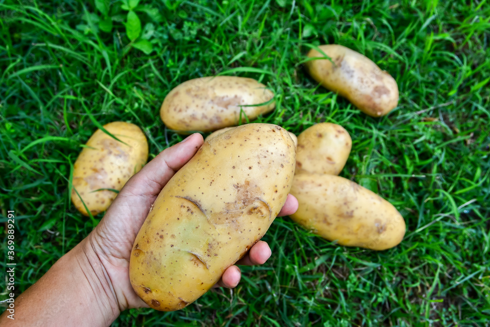 Fresh potato in hand with heap on ground at farm harvested agriculture background. Large potato in palm and some pile on grass field Fresh potato in hand with heap on ground at farm harvested agriculture background. Large potato in palm and some pile on grass field