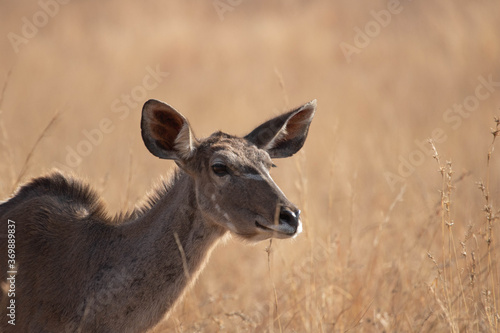 Closeup of a kudu cow ambling through a grassland.