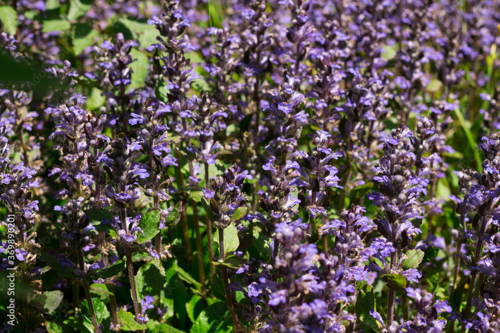 Fototapeta premium Purple flowers of decorative moss on a background of green leaves, which are well suited for garden decoration, flowerbeds, Alpine slides .