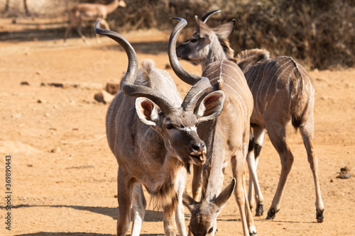 A greater kudu herd bull tasting for scent of in season cows.