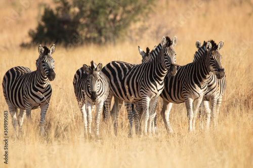 A herd of plains zebras gathered together in a grassland.
