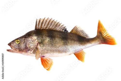 Freshwater perch, predatory fish, isolated on white background