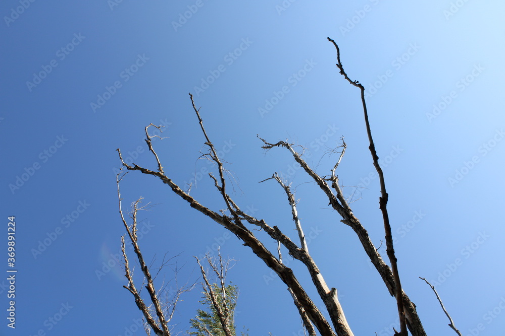 Obraz premium Branches Against A Clear, Sunny Sky