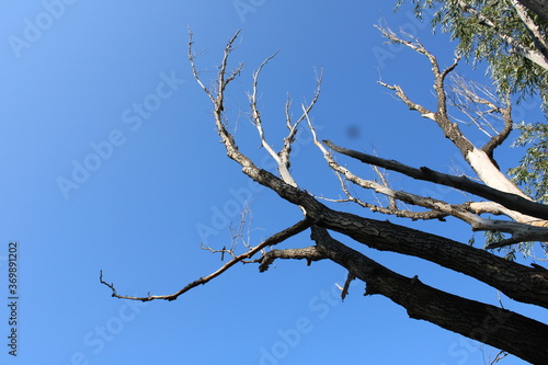 Branches Against A Clear, Sunny Sky