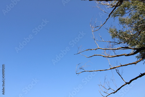 Branches Against A Clear, Sunny Sky