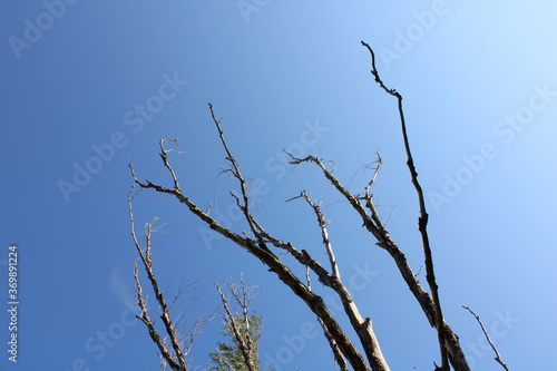 Branches Against A Clear, Sunny Sky