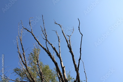 Branches Against A Clear, Sunny Sky