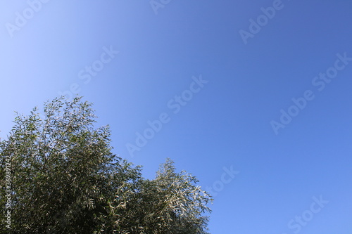 Branches Against A Clear, Sunny Sky