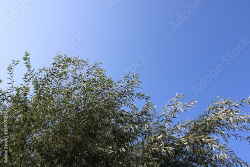 Branches Against A Clear, Sunny Sky