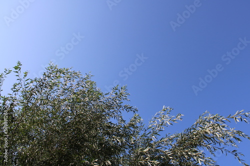 Branches Against A Clear, Sunny Sky