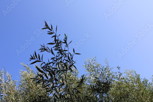 Branches Against A Clear, Sunny Sky