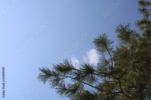 Branches Against A Clear, Sunny Sky