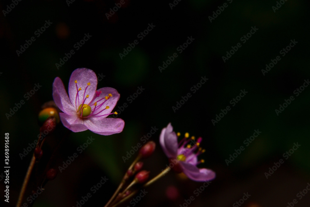 Fototapeta premium Nature, The Pink Anemone Hepatica Flower
