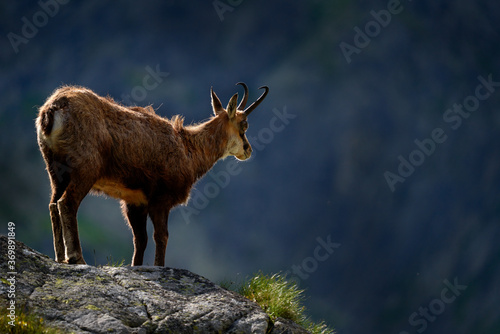 Fototapeta Naklejka Na Ścianę i Meble -  Chamois, Rupicapra rupicapra tatranica, on the rocky hill, stone in background, Vysoke Tatry NP, Slovakia. Wildlife scene with horn animal, endemic rare Chamois. Forest landscape with animal.