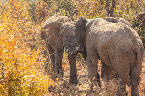 Three African elephant bulls socially interacting in the bushveld.