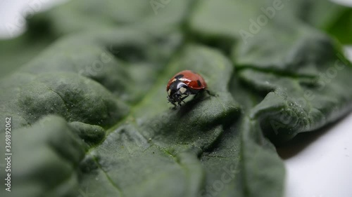 ladybird on a leaf