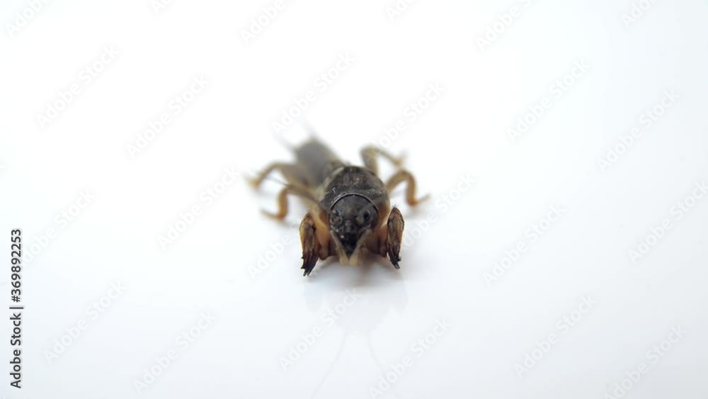 spider isolated on white background spider isolated on white background