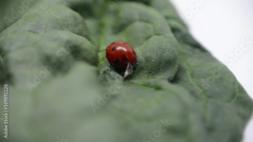 ladybug on a white background