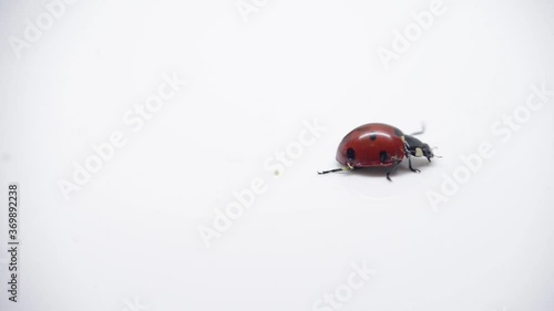 ladybug on a white background