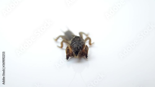 spider isolated on white background
