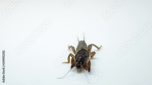 spider on white