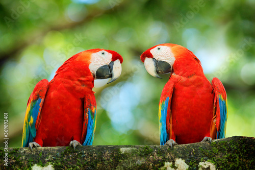 Bird love. Pair of big parrots Scarlet Macaw, Ara macao, in forest habitat. Two red birds sitting on branch, Brazil. Wildlife love scene from tropical forest nature. © ondrejprosicky