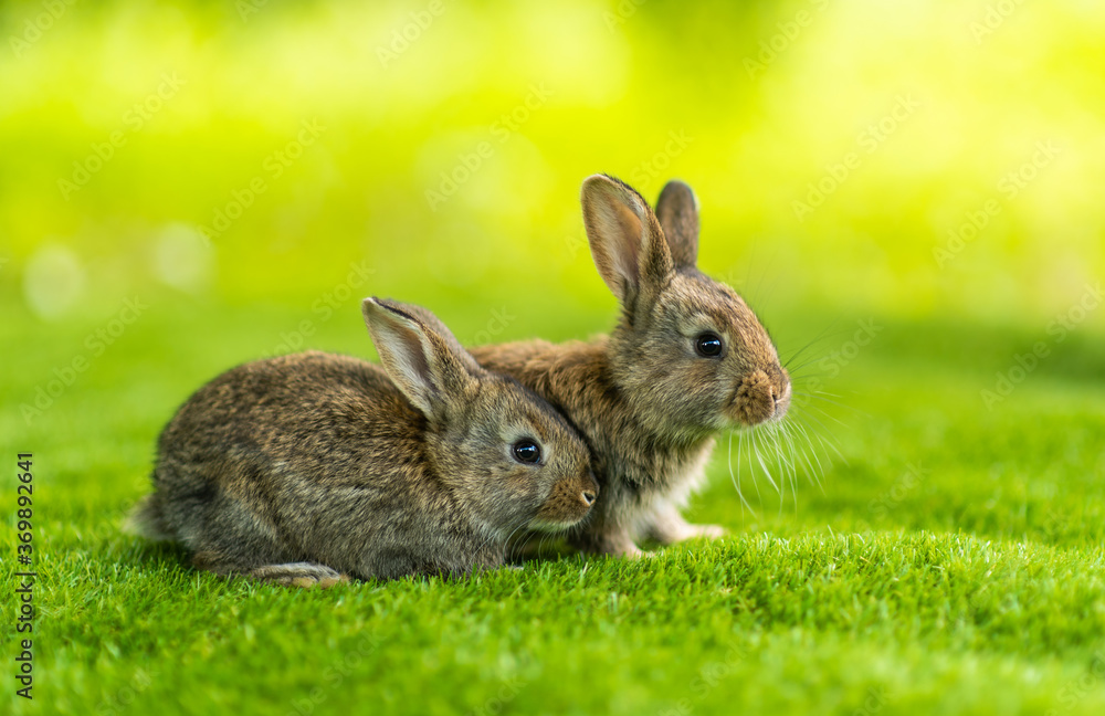 Rabbits. Cute little Easter bunny in the meadow. Green grass under the sunbeams. two rabbits on a green grass in summer day. Rabbits. Cute little Easter bunny in the meadow. Green grass under the sunbeams. two rabbits on a green grass in summer day.
