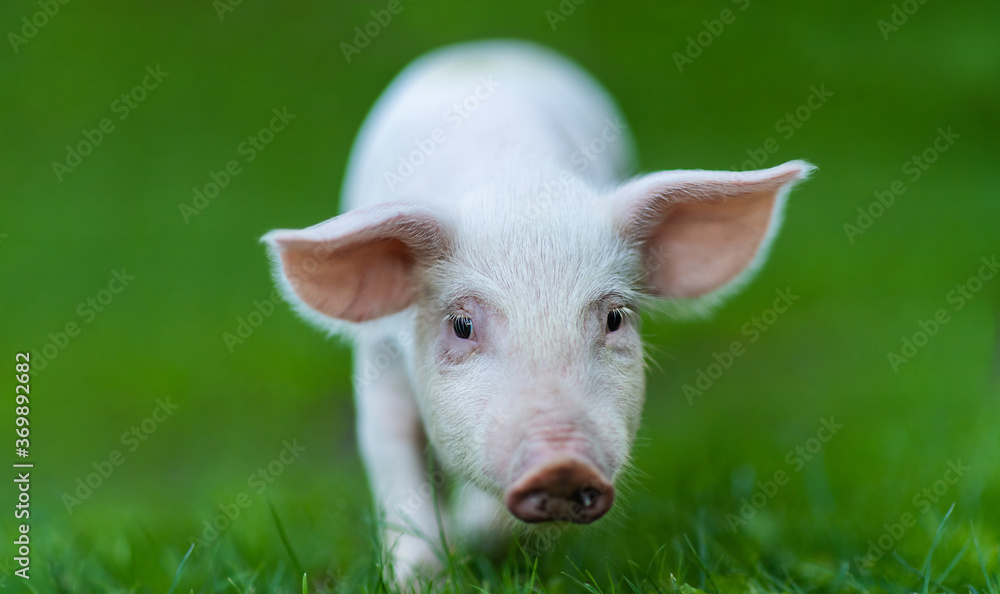Little pig newborn standing on a green grass lawn. Small happy piglet animal detail. Small pig running over a green field. Little pig newborn standing on a green grass lawn. Small happy piglet animal detail. Small pig running over a green field.