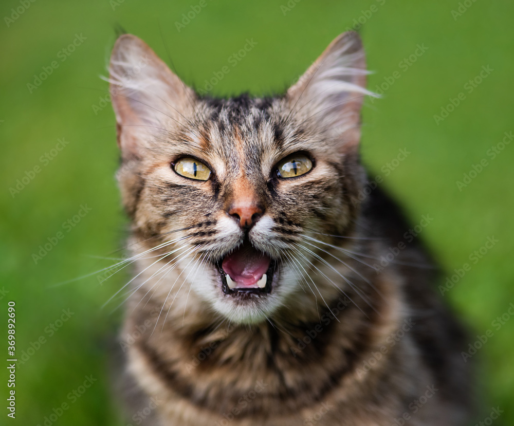 Funny cat looking shocked. Surprised kitten