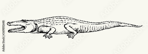 Crocodile. Vector drawing icon sign