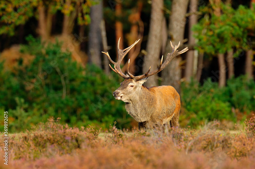 Red deer, rutting season, Netherlands. Big animal in forest habitat, wildlife scene from nature. Heath Moorland, autumn animal behavior. photo