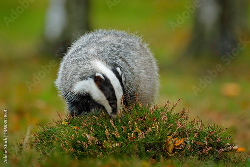 Badger in the forest. Hidden in bushes of cranberries. Nice wood in the background. © ondrejprosicky