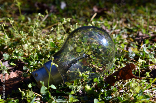 bulb in green garden in uttarakhand india