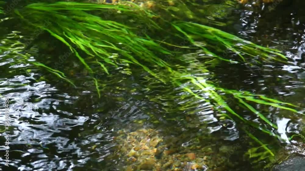 湧水が流れる池の水草 湧水が流れる池の水草