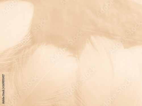 Beautiful abstract orange and white feathers on white background  soft brown feather texture on white pattern background  yellow feather background