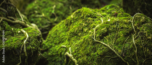 Canvas Print Beautiful Bright Green moss grown up cover the rough stones and on the floor in the forest