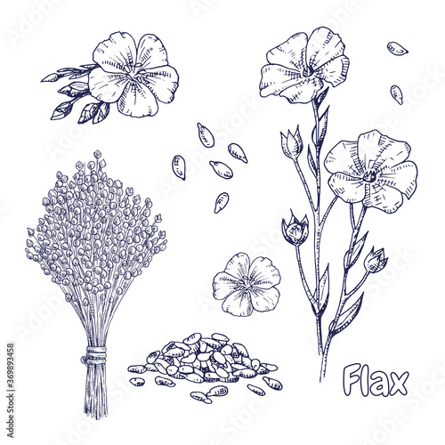 Hand drawn flax plant, flowers, seeds and  dry flax seed in sheaves. Vector illustration in retro style isolated on white background. photo