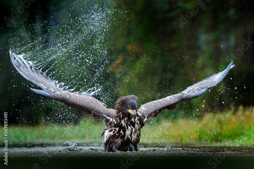 Obraz na plátně White-tailed Eagle, Haliaeetus albicilla, flying above the water, bird of prey with forest in background, animal in the nature habitat, wildlife, Norway