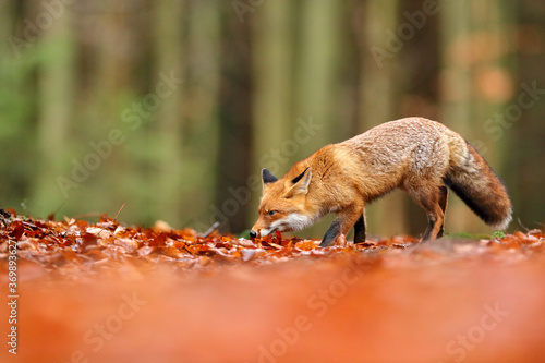 Red fox running on orange autumn leaves. Cute Red Fox, Vulpes vulpes in fall forest. Beautiful animal in the nature habitat. Wildlife scene from the wild nature, Germany Europe. Cute animal in habitat © ondrejprosicky