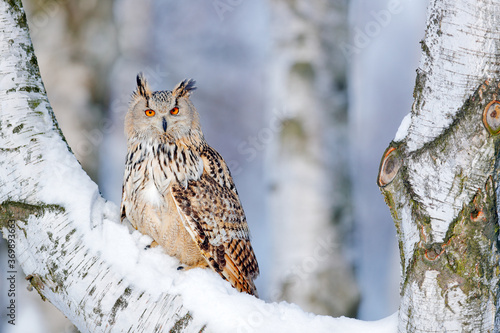 Winter scene with Big Eastern Siberian Eagle Owl, Bubo bubo sibiricus, sitting in the birch tree with snow in the forest.