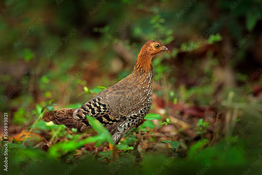 Sri Lankan junglefowl female from Sri Lanka, Asia. Bird walk in the forest nature habitat, Yala NP, Sri Lanka. Bird in wild nature. Wildlife Asia. Sri Lankan junglefowl female from Sri Lanka, Asia. Bird walk in the forest nature habitat, Yala NP, Sri Lanka. Bird in wild nature. Wildlife Asia.