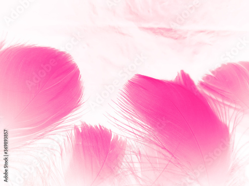 Beautiful abstract white and pink feathers on white background and soft white feather texture on pink pattern and pink background, feather background, pink banners © Weerayuth