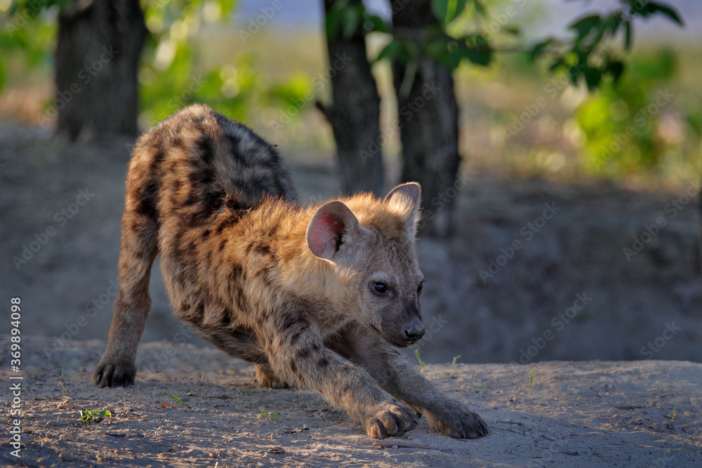 Obraz premium Hyena evening sunset light. Hyena, detail portrait. Spotted hyena, Crocuta crocuta, angry animal near the water hole, beautiful evening sunset and cub. Animal pup nature, Okavango delta, Botswana